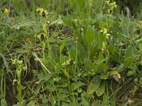 Ophrys bombyliflora 28, Saxifraga-Willem van Kruijsbergen