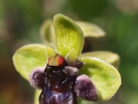 Ophrys bombyliflora 29, Saxifraga-Hans Dekker