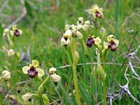 Ophrys bombyliflora 32, Saxifraga-Hans Dekker
