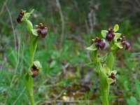 Ophrys bombyliflora 33, Saxifraga-Ed Stikvoort