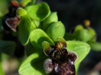 Ophrys bombyliflora 34, Saxifraga-Ed Stikvoort
