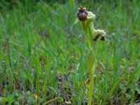 Ophrys bombyliflora 37, Saxifraga-Ed Stikvoort