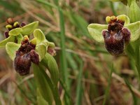 Ophrys bombyliflora 4, Saxifraga-Hans Dekker