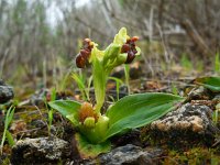 Ophrys bombyliflora 40, Saxifraga-Ed Stikvoort