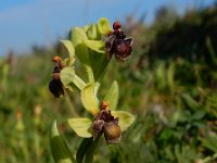 Ophrys bombyliflora 44, Saxifraga-Ed Stikvoort