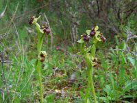 Ophrys bombyliflora 46, Saxifraga-Ed Stikvoort
