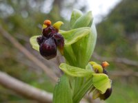 Ophrys bombyliflora 47, Saxifraga-Ed Stikvoort