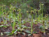 Ophrys bombyliflora 48, Saxifraga-Ed Stikvoort