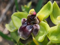 Ophrys bombyliflora 49, Saxifraga-Hans Dekker