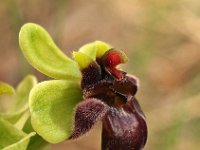 Ophrys bombyliflora 5, Saxifraga-Hans Dekker