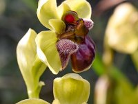 Ophrys bombyliflora 50, Saxifraga-Harry Jans
