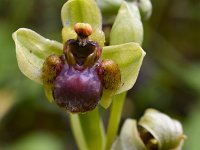 Ophrys bombyliflora 51, Saxifraga-Harry Jans