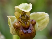 Ophrys bombyliflora 52, Saxifraga-Harry Jans