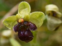 Ophrys bombyliflora 53, Saxifraga-Harry Jans