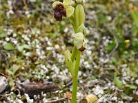 Ophrys bombyliflora 54, Saxifraga-Harry Jans
