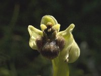 Ophrys bombyliflora 6, Saxifraga-Jan van der Straaten