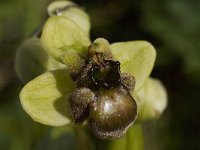 Ophrys bombyliflora 7, Saxifraga-Willem van Kruijsbergen