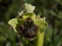 Ophrys bombyliflora 8, Saxifraga-Willem van Kruijsbergen