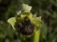 Ophrys bombyliflora 9, Saxifraga-Willem van Kruijsbergen