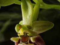 Ophrys bornmuelleri 1, Saxifraga-Hans Dekker