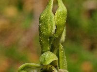 Ophrys bornmuelleri 2, Saxifraga-Hans Dekker