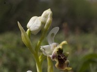 Ophrys bornmuelleri : Gebied, Israel, Ophrys, Orchid, www.Saxifraga.nl