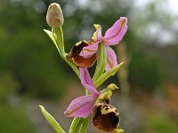 Ophrys brachyotes 1, Saxifraga-Hans Dekker