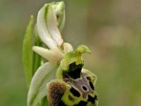 Ophrys brachyotes 2, Saxifraga-Hans Dekker