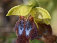 Ophrys caesiella 1, Saxifraga-Hans Dekker
