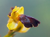 Ophrys caesiella 2, Saxifraga-Hans Dekker