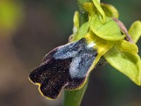 Ophrys caesiella 3, Saxifraga-Hans Dekker