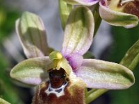 Ophrys calliantha 1, Saxifraga-Hans Dekker