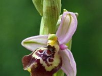 Ophrys calliantha 2, Saxifraga-Hans Dekker
