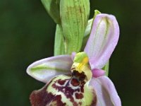 Ophrys calliantha 3, Saxifraga-Hans Dekker