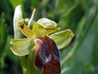 Ophrys calocaerina 1, Saxifraga-Hans Dekker