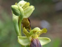 Ophrys calocaerina 2, Saxifraga-Hans Dekker