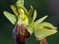 Ophrys calocaerina 3, Saxifraga-Hans Dekker