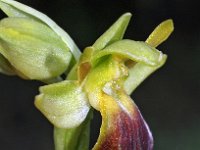 Ophrys calocaerina 4, Saxifraga-Hans Dekker
