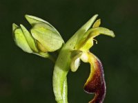 Ophrys calocaerina 5, Saxifraga-Hans Dekker