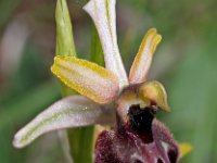 Ophrys castellana 1, Saxifraga-Hans Dekker