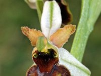 Ophrys castellana 10, Saxifraga-Hans Dekker