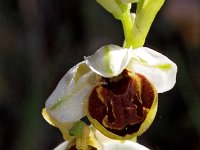 Ophrys castellana 11, Saxifraga-Hans Dekker