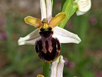 Ophrys castellana 12, Saxifraga-Hans Dekker