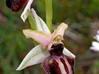 Ophrys castellana 2, Saxifraga-Hans Dekker