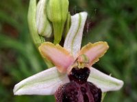 Ophrys castellana 3, Saxifraga-Hans Dekker