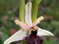 Ophrys castellana 4, Saxifraga-Hans Dekker