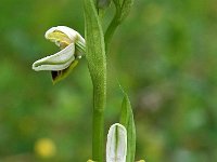 Ophrys castellana 5, Saxifraga-Hans Dekker