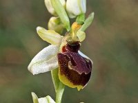 Ophrys castellana 6, Saxifraga-Hans Dekker