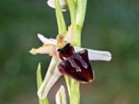 Ophrys castellana 7, Saxifraga-Hans Dekker