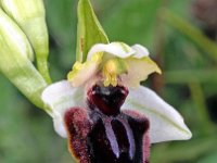 Ophrys castellana 8, Saxifraga-Hans Dekker